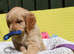 Litter of Golden Retriver puppies