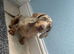 Isabella and tan miniature dachshund