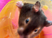 2 female hampsters