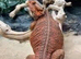 BEARDED DRAGON sub adult/adult wanted