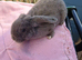 Plush Mini lop