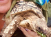 Teddy - 5-year-old Leopard Tortoise looking for his new home