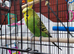 2 beautiful colourful budgies.