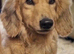 **Last one ** Long Haired Mini Dachshunds