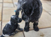 2 pups from litter.