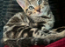 8 week old male tabby kitten
