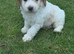 Cockerpoo pup