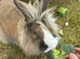 Mini lop X lion head rabbit
