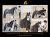 12.2 blagdon mini cob