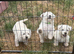 West highland terriers