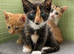 Rare female ginger, & calico kittens EXMOOR