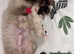 2 beautiful ragdoll boys left