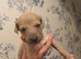 Kc registered blue fawn whippets
