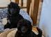 Toy poodle girl last one ,KC Reg,Fully vaccinated