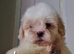 Shihpoos READY TO LEAVE FROM 11TH JULY