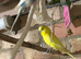 3 budgies One bonded pair and a male budgie ,no cage ,not tamed