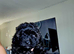 Toy poodle x pomapoo puppy