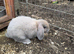 Lop doe binnies