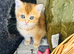 BEAUTIFUL KITTENS LOOKING FOR THEIR FOREVER HOMES!