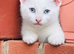 REDUCED DUE TO travel- Lovely kitten full of energy and love