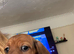RED DAPPLE MINIATURE DACHSHUNDS