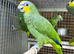 Amazon parrot