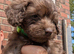 Cockapoo pups f2b boys