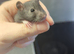 Baby dumbo rats