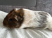 1 female guinea pig babies - if this ad is still up I will still have Guinea pigs available.