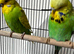 Beautiful Home Bred Young Budgies