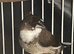 Bengalese finch