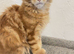 Stunning Purebred Maine Coon Kitten Looking for Her Forever Home!