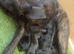 2 girls 1 boy cane corso puppies big and chunky