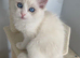 TICA REGISTERED PUREBRED RAGDOLLS KITTENS AVAILABLE