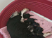Beautiful Minature cavapoo puppies fully health tested