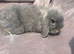 Gorgeous Blue Opal  minilop boy