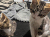 Beautiful kittens ready for forever homes