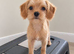 Bordeaux terier x cavapoo