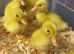 Cherry valley ducklings