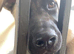 Beautiful Male Belgian Malinois mix