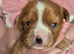 BASED IN STOKE - 1 x Boy Cavalier King Charles Puppy  LEFT