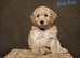 Gorgeous F1 Cockapoo puppies