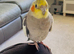 Female semi tame singing Cockatiel