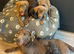 Lovely Silver and Charcoal Labrador puppies