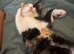 Beautiful kittens