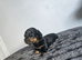 4 longhair mini dachshund pups