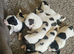 English springer spaniel pups