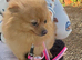 Female adult Pom