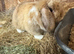 Mini lop pure bred doe