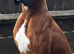 Red and white boxer pups for sale